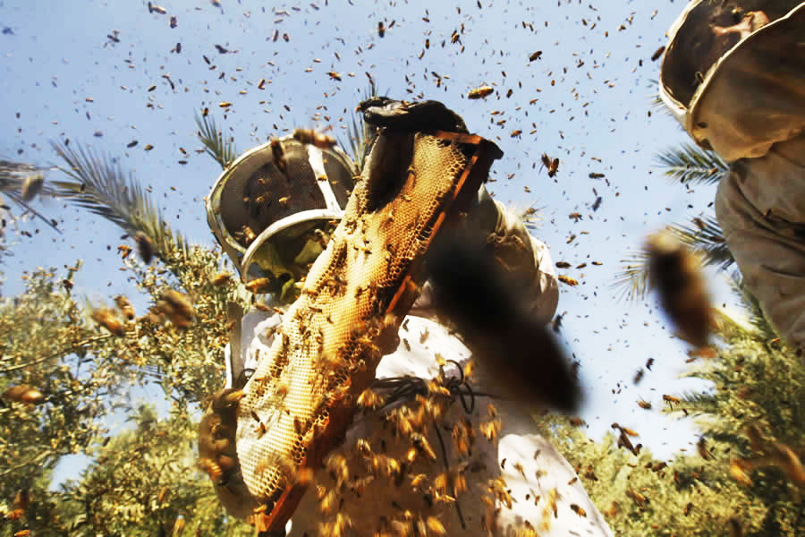 夏季養(yǎng)蜂是否蓋薄膜 夏季養(yǎng)蜂是否蓋薄膜