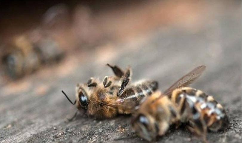 雄蜂的特點有哪些(雄蜂的特征介紹) 雄蜂的特點有哪些(雄蜂的特征介紹)