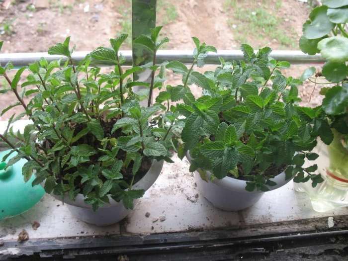 薄荷怎么養盆栽(從選購到養護全攻略) 薄荷怎么養盆栽(從選購到養護全攻略)