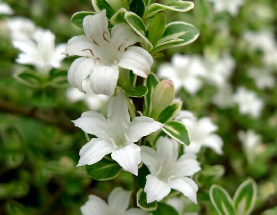 六月雪什么時(shí)候開花（六月雪的花期及管理）