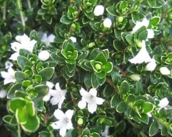 六月雪什么時(shí)候開花（六月雪的花期及管理）