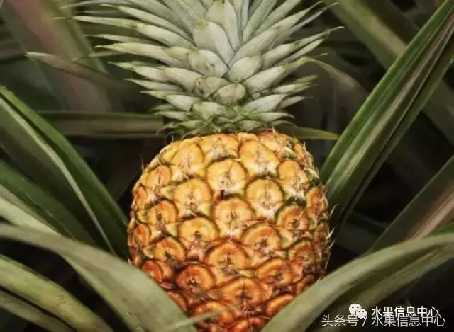 菠蘿的產地有哪些地方（菠蘿的產地和品種介紹）
