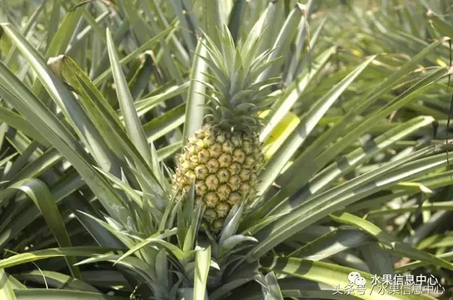 菠蘿的產地有哪些地方（菠蘿的產地和品種介紹）