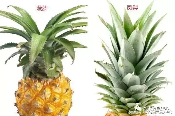 菠蘿的產地有哪些地方（菠蘿的產地和品種介紹）
