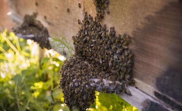 剛收回來的蜜蜂要幾天才穩(wěn)定(新收蜜蜂養(yǎng)殖方法) 剛收回來的蜜蜂要幾天才穩(wěn)定(新收蜜蜂養(yǎng)殖方法)