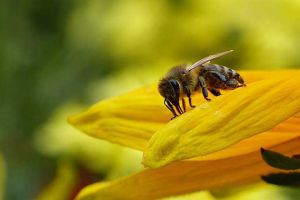 夢見蜜蜂是什么預兆？