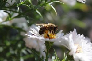 蜜蜂是如何采蜜的？