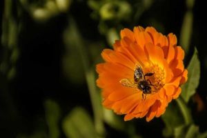 蜜蜂釀蜜步驟是怎樣的？