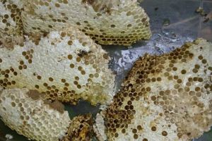 蜂巢價(jià)格多少錢一斤？