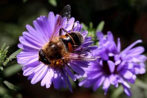 蜜蜂為什么在逐漸消失？