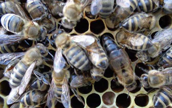 東北黑蜂有什么特點(diǎn)？