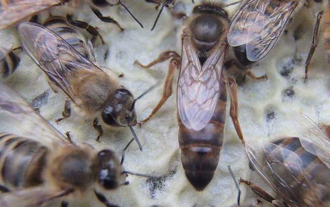 卡尼鄂拉蜂有什么特點(diǎn)？