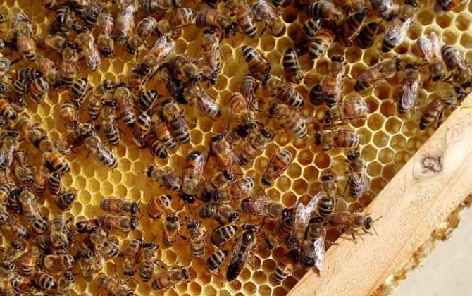 蜂王產(chǎn)卵后還會(huì)交尾嗎？