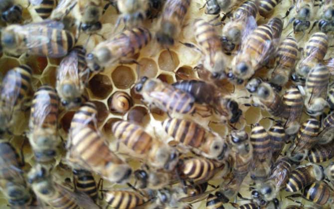 處女蜂王是怎樣交尾的？