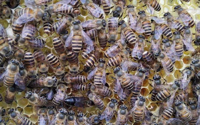 新蜂王出了幾天會分蜂？