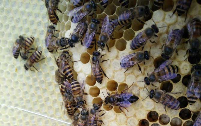 雄蜂有什么特點？