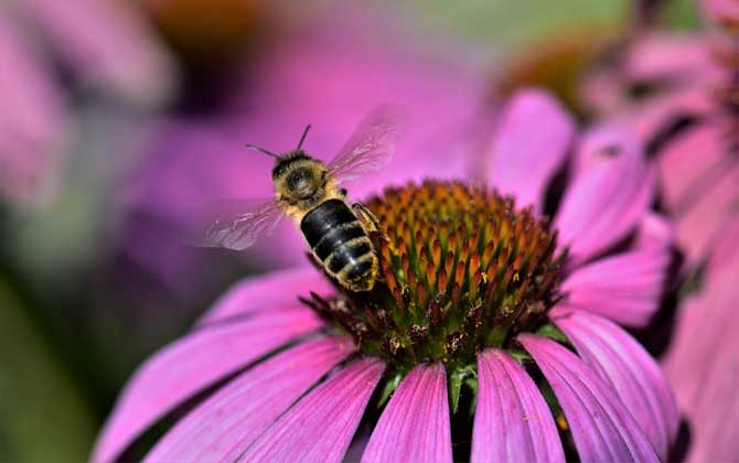 被蜜蜂蟄了怎么處理才好？