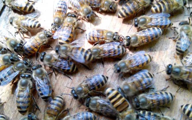 蜜蜂為什么會自然分蜂？