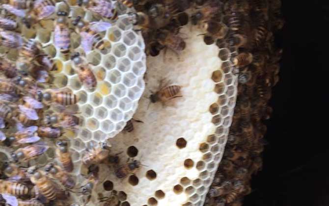 野蜜蜂是怎樣過冬的？