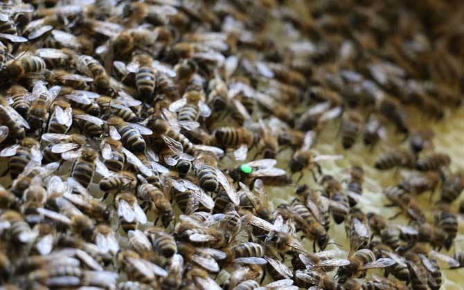 蜂王是公的還是母的？