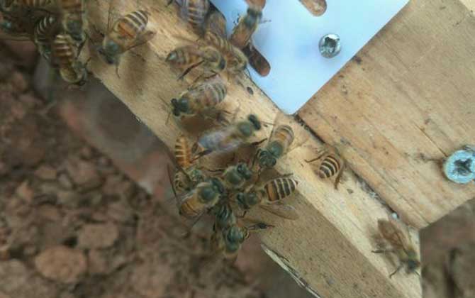 分蜂是老王走還是新王走？