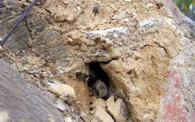 偵查蜂會提前幾天找窩？