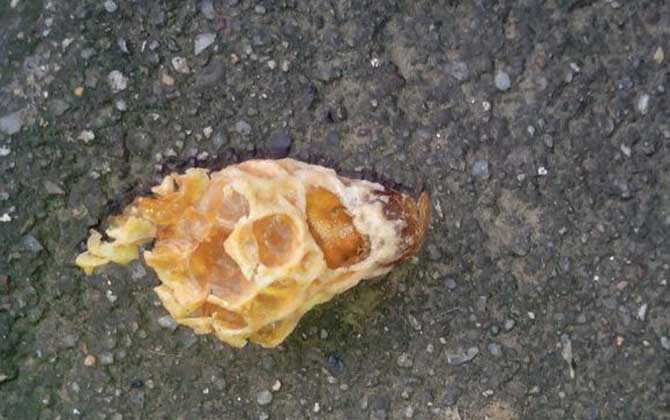 王臺封蓋后幾天會自然分蜂？