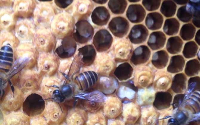 封蓋子脾沒有工蜂還能活嗎？