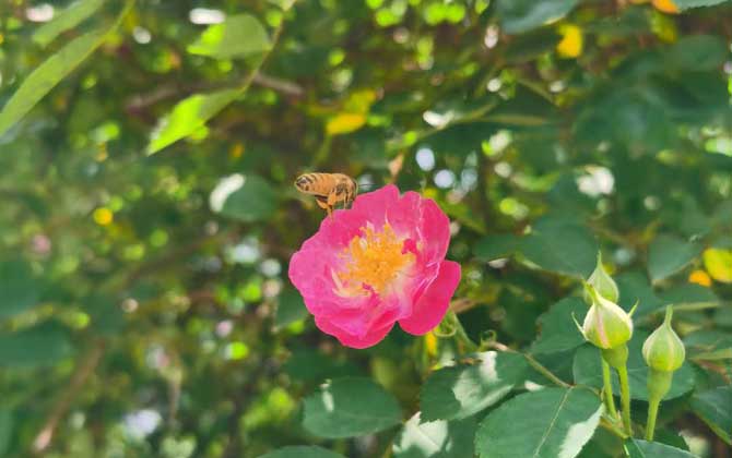 打死一只蜜蜂會報復嗎？