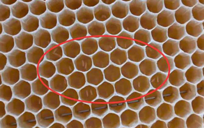 工蜂產卵后能活多久？