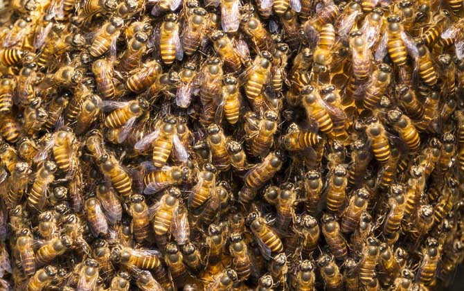 養蜜蜂蜂王不走的技術
