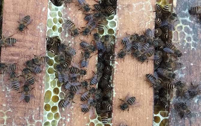 中蜂雙王群的優點和缺點