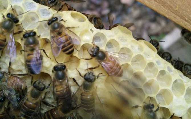 家庭養(yǎng)蜂技術(shù)及注意事項