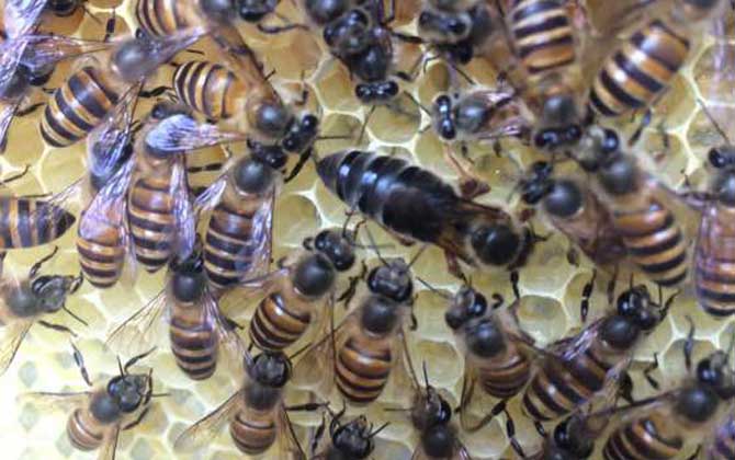 新收的蜜蜂要關(guān)幾天蜂王？