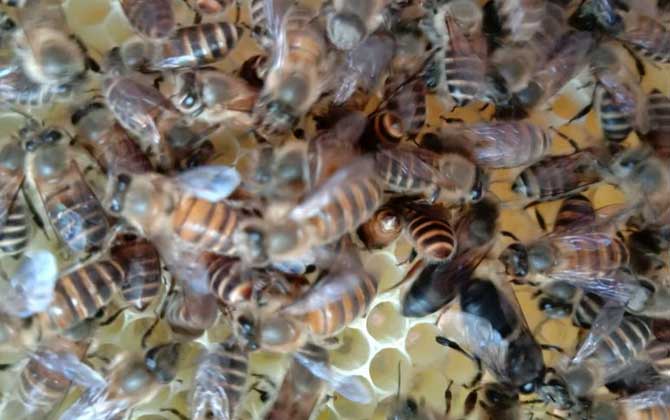 冬季養(yǎng)蜂什么時候關(guān)蜂王？