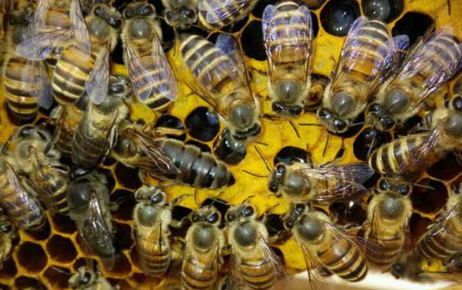 自然分蜂好還是人工分蜂好？