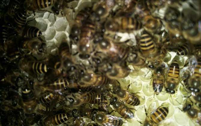 沒有蜂王怎么原地分蜂？