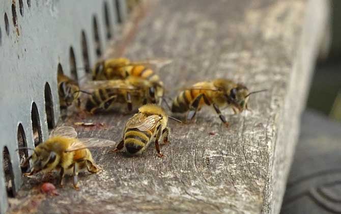 蜜蜂養(yǎng)殖技術(shù)及注意事項