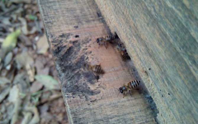 蜜蜂沖群是什么原因？