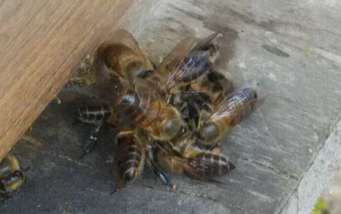 蜜蜂沖群是怎么回事？