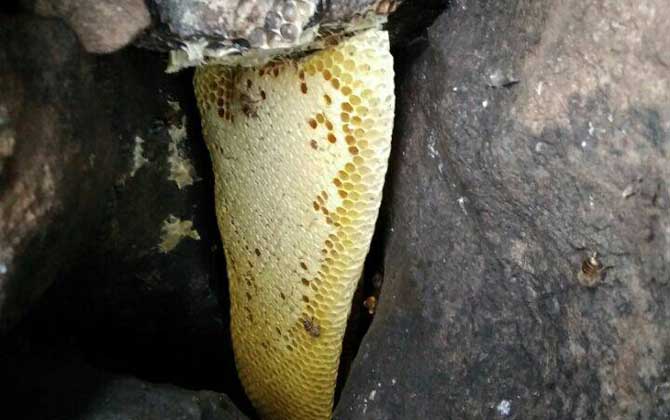 誘蜂洞挖好后怎么處理？