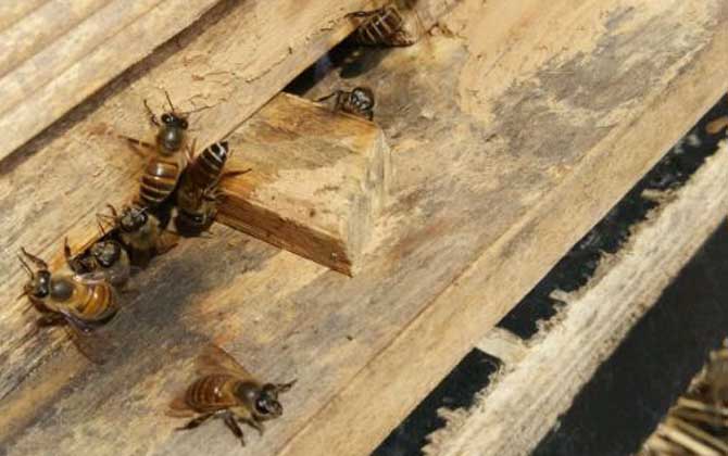 新買的蜂箱怎么誘蜂？