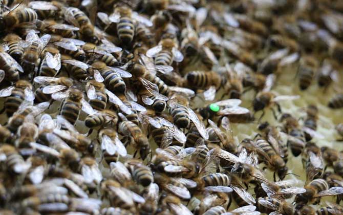 蜂群失王沒王臺(tái)怎么辦？