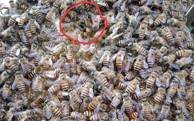 蜂群失王的原因及補(bǔ)救辦法