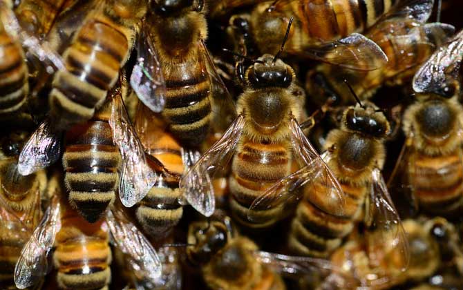 蜜蜂怎樣分蜂才不會(huì)跑？