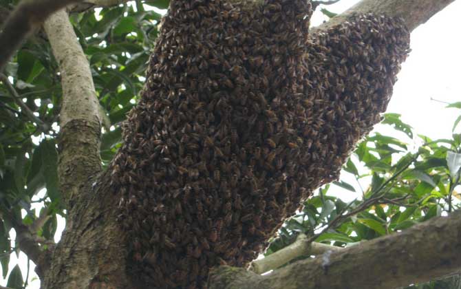 分蜂前幾小時(shí)預(yù)兆有哪些？