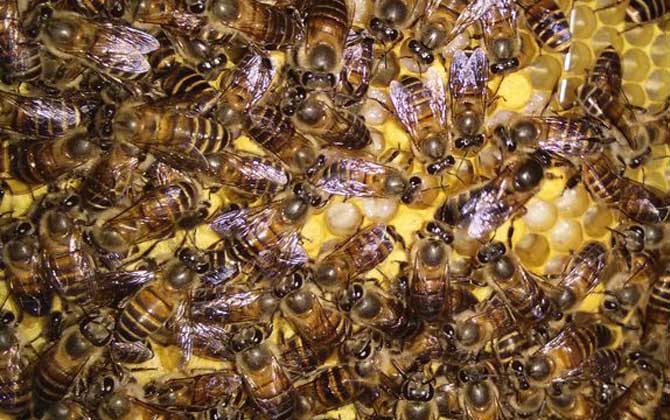 工蜂圍王蜂王多久會死？