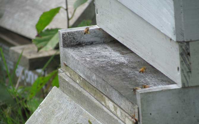 蜜蜂合并后回蜂怎么辦？