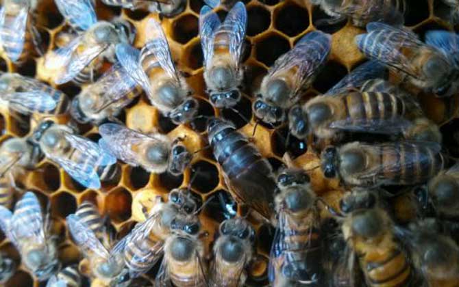 蜜蜂晚上介王容易成功嗎？