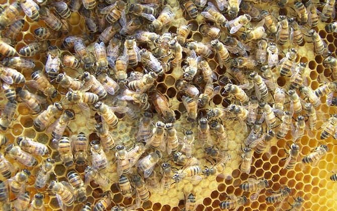 養中蜂好還是養意蜂好？搞清楚這幾個區別，結果基本上一目了然！